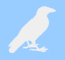 crow